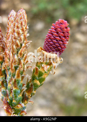 Aleppo-Kiefer (Pinus Halepensis), blühenden weiblichen Kegel, Spanien, Mallorca Stockfoto