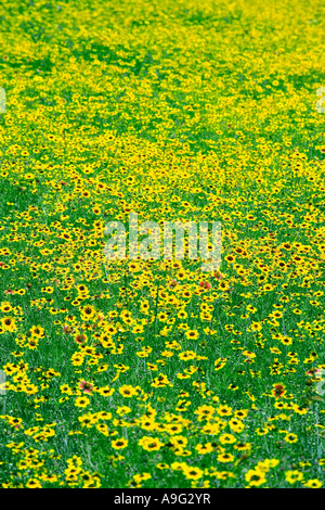 Felder der Plains Coreopsis oder Calliopsis Coreopsis Tinctoria in der Nähe von Fredericksburg im Texas Hill Country Stockfoto