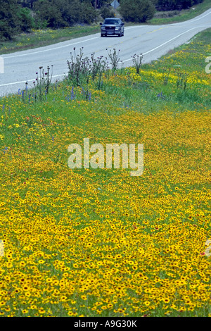 Felder der Plains Coreopsis oder Calliopsis Coreopsis Tinctoria in der Nähe von Fredericksburg im Texas Hill Country Stockfoto