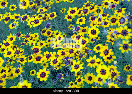 Felder der Plains Coreopsis oder Calliopsis Coreopsis Tinctoria in der Nähe von Fredericksburg im Texas Hill Country Stockfoto