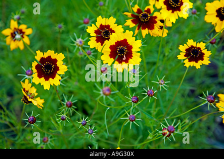 Felder der Plains Coreopsis oder Calliopsis Coreopsis Tinctoria in der Nähe von Fredericksburg im Texas Hill Country Stockfoto