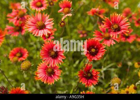 Felder der Gaillardia Wildblumen wissen auch als Firewheels oder indische decken, in der Nähe von Fredericksburg im Texas Hill Country Stockfoto