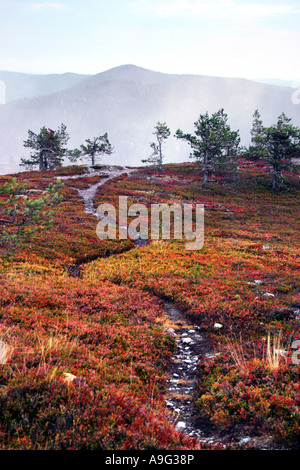 Herbst Farben und fiel Valtavaara, Finnland, Oulu, Kuusamo Stockfoto