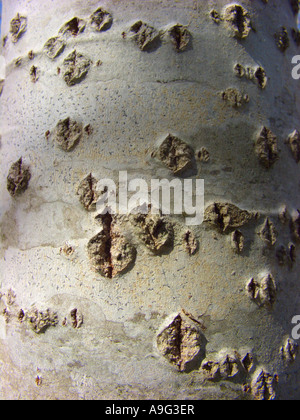 Silber-leaved Pappel, Abele (Populus Alba), Silberpappel, Rinde, Spanien, Balearen, Mallorca Stockfoto