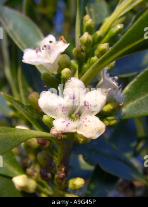 Myoporum, Ngaio Baum, Mousehole (Myoporum Laetum), blühen Stockfoto