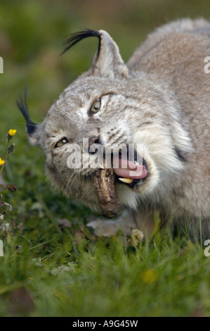 Eurasischer Luchs (Lynx Lynx), Luchse in Essen, kauen, Deutschland Stockfoto