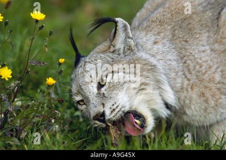 Eurasischer Luchs (Lynx Lynx), Luchse in Essen, kauen, Deutschland Stockfoto