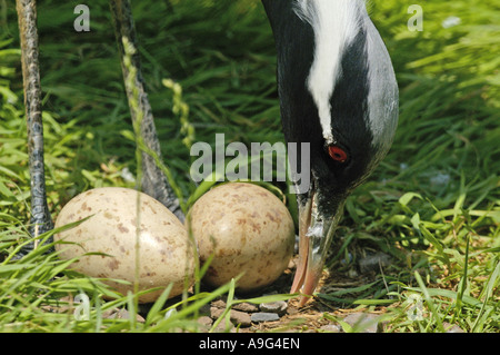 Demoiselle Kran (Anthropoides Virgo), mit Eiern Stockfoto