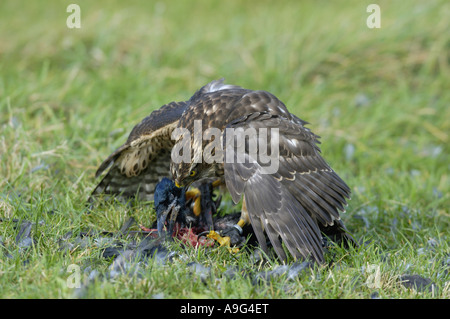 nördlichen Habicht (Accipiter Gentilis), Männlich, Deutschland, Baden-Württemberg Stockfoto