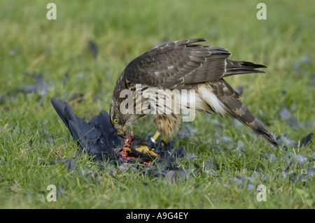 nördlichen Habicht (Accipiter Gentilis), Männchen mit Beute, Deutschland, Baden-Württemberg Stockfoto