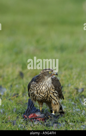 nördlichen Habicht (Accipiter Gentilis), Männchen mit Beute, Deutschland, Baden-Württemberg Stockfoto