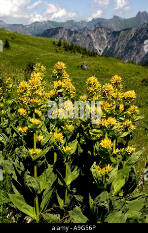 gelber Enzian (Gentiana Lutea), blühende Pflanzen in der alpinen Landschaft, Deutschland, Bayern, Alpen Stockfoto