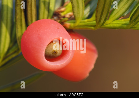 Eiben (Taxus Baccata), Früchte, Deutschland, Nordrhein-Westfalen Stockfoto