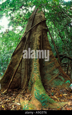 Baum Wurzeln Primärregenwald Langkawi Malaysia Stockfoto