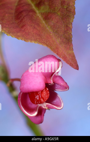 Europäische Spindel-Baum (Euonymus Europaea, Euonymus Europaeus), Obst, Deutschland Stockfoto