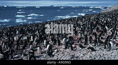 Adelie Penguin (Pygoscelis Adeliae), Kolonie auf Paulet-Insel, Antarktis Stockfoto
