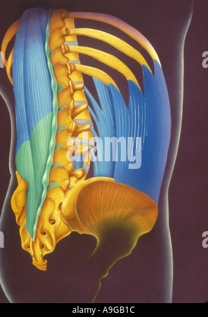 Illustration des menschlichen Anatiomy Wirbelsäule und die umliegende Muskulatur Stockfoto