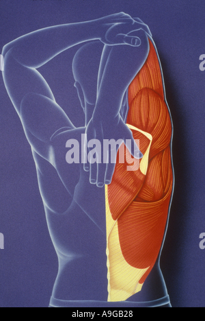 Illustration des menschlichen Anatiomy Rücken Muskeln Stockfoto