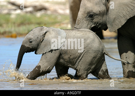 Afrikanischer Elefant (Loxodonta Africana), juvenile Elefant, zu Fuß in das Wasserloch, Namibia, Ovamboland, Etosha NP Stockfoto