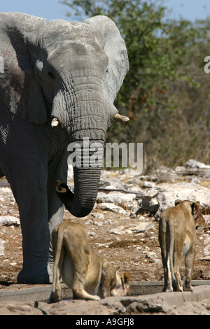 Löwe (Panthera Leo), zwei weibliches Tier mit Elefantenbullen, Loxodonta Africana, an der Wasserstelle, Namibia, Ovamboland, Etosha NP Stockfoto