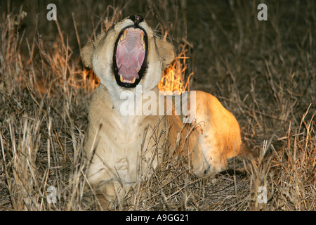 Löwe (Panthera Leo), nachts, Südafrika, Krueger Np Löwin brüllt mit Mund geöffnet Stockfoto