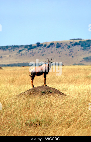 Ein Topi (auch bekannt als Kudus) Beherbergung der Mittagshitze auf einem Ameisenhaufen in Kenias Masai Mara Reserve Stand. Stockfoto