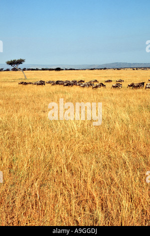 Streifengnu (auch bekannt als gestromt Gnu) roaming die Ebenen der Masai Mara während der Migration in Kenia. Stockfoto