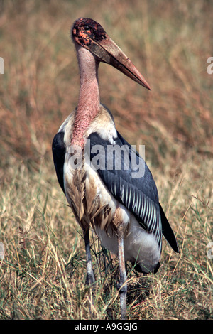 Marabou Storch (Leptoptilos Crumeniferus) in den Ebenen der Masai Mara Wildreservat in Kenia. Stockfoto