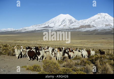 Lama (Lama Glama), Herde mit Vulkane Parinacota 20807 ft und Pomerata 20610 ft. hinter, Bolivien, Altiplano, nationale Sajama Stockfoto