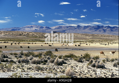 Lama (Lama Glama), weidenden Herde, Bolivien, Altiplano, Sajama Nationalpark. Stockfoto