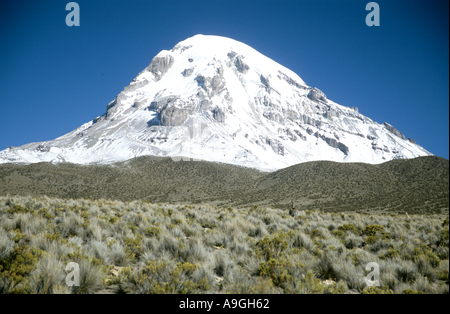 Vulkan Sajama, 21463 ft höchsten bolivianischen Berg mit Vikunjas im Vordergrund, Bolivien, Altiplano. Stockfoto