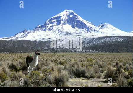 Vulkan Sajama, 21463 ft höchsten bolivianischen Berg, mit Lamas im Vordergrund, Bolivien, Altiplano. Stockfoto