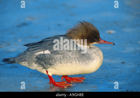 Gänsesäger (Mergus Prototyp), weibliche auf Eis, Deutschland, Schleswig-Holstein, Ostsee Stockfoto