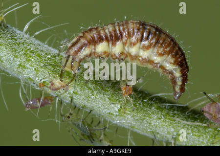 strahlend grüne Florfliege (Chrysopa Perla), Larven ernähren sich von Blattlaus Stockfoto