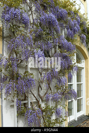 Chinesischer Blauregen (Wisteria Sinensis), blühen an einer Wand Stockfoto