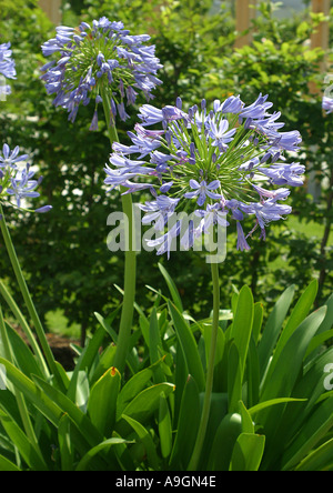 Schmucklilie (Agapanthus Africanus-Hybride), blühen, blühende Stockfoto