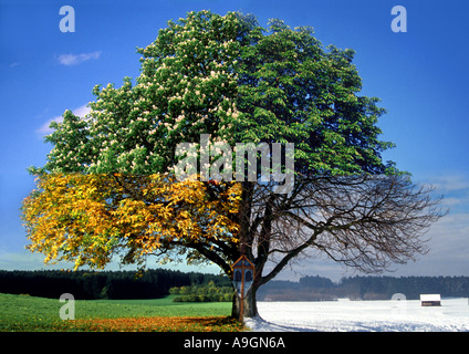 gemeinsamen Pferd Kastanie (Aesculus Hippocastanum), freistehende Baum in vier Jahreszeiten, komponieren Stockfoto