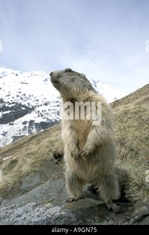 Alpine Murmeltier (Marmota Marmota), sitzen auf den Hinterbeinen mit schneebedeckter Bergkulisse im Hintergrund. Stockfoto