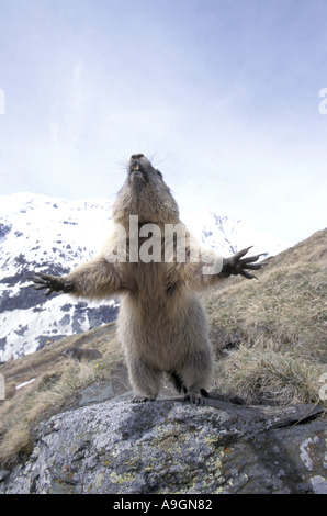 Alpen-Murmeltier (Marmota Marmota), sitzen auf den Hinterbeinen, mit ausgestreckten Vorderpfoten. Stockfoto