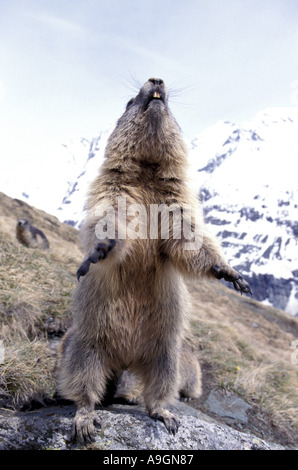 Alpen-Murmeltier (Marmota Marmota), sitzen auf den Hinterbeinen, mit ausgestreckten Vorderpfoten. Stockfoto