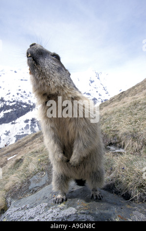 Alpine Murmeltier (Marmota Marmota), auf den Hinterbeinen sitzend. Stockfoto