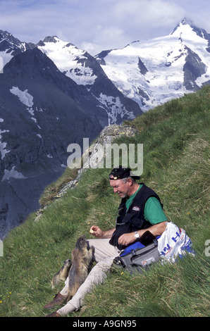 Alpen-Murmeltier (Marmota Marmota), zwei Tiere gefüttert von Mann mit Großglockner im Hintergrund. Stockfoto