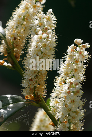 Blhende Lorbeerkirsche (Prunus Laurocerasus), Bltenstand, North  Rhine-Westphalia, Germany Stockfotografie - Alamy