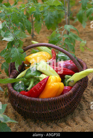 Chili-Pfeffer, Paprika (Capsicum Annuum), grünem Pfeffer in wickerbasket Stockfoto