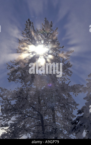 Bäume im Morgennebel, bedeckt mit Raureif, Sonne-Rayes durchschimmern Baum, USA, Wyoming, Yellowstone NP. Stockfoto