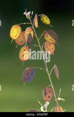 Ehrlichkeit-Pflanze (Lunaria Annua), Fruchtstand im Gegenlicht, Deutschland Stockfoto