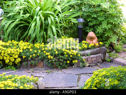 gemeinsamen Fetthenne, Mauerpfeffer, moosige Fetthenne, Wand-Pfeffer, Gold-Moos (Sedum Acre), am Wanderweg beißen Stockfoto