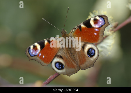 Pfau Motte, Pfau (Nymphalis Io, Inachis Io), auf blühenden Weide, Salix Caprea, Deutschland Stockfoto
