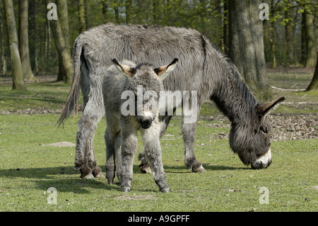 Sizilianische Esel (Equus Asinus Asinus), Stute mit Fohlen, Gehäuse, Deutschland, Anholt Stockfoto