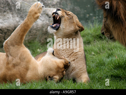 Barbary Löwe (Panthera Leo Leo), zwei Löwin Knurren Stockfoto